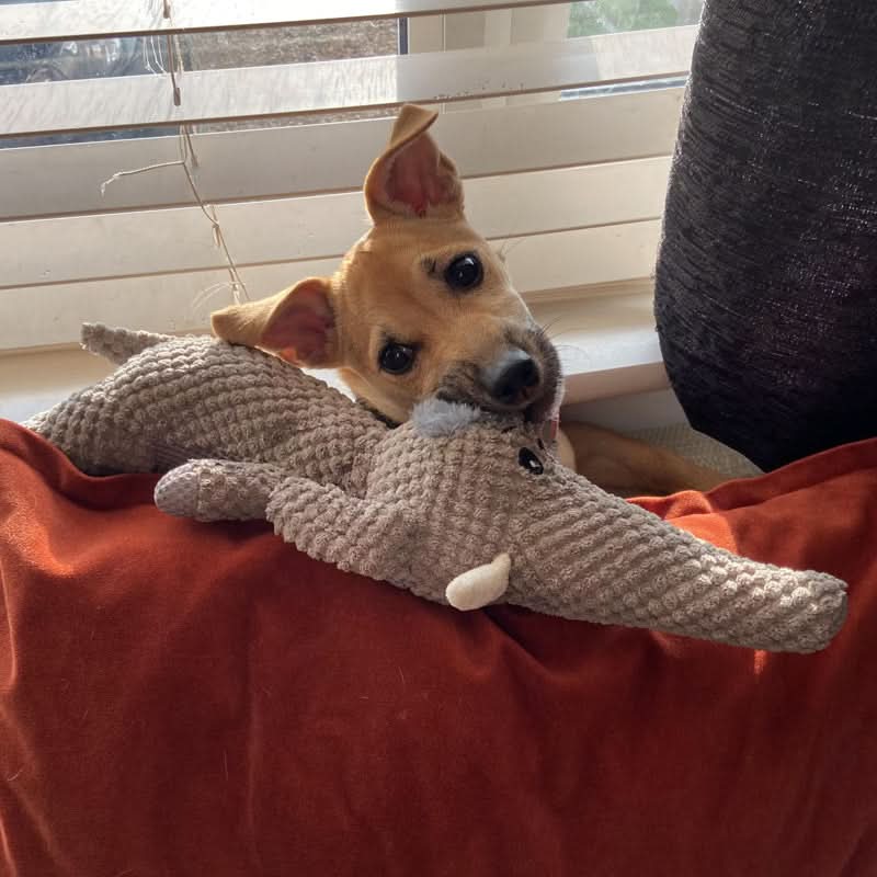 Durable Chew Toy for Active Dogs - Perfect for Entertainment