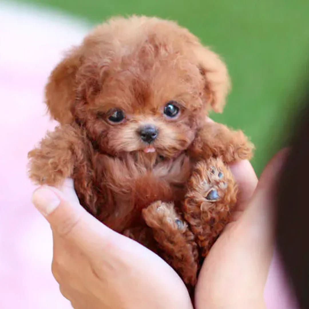 Movable Plush Dog for Children - Perfect for Playful Cuddling Fun